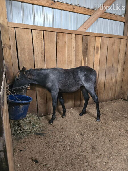 Rocky Mountain - "GWF BlackBerry Smoke ?Flo?" Bay Roan Filly Rocky Mountain in Kentucky