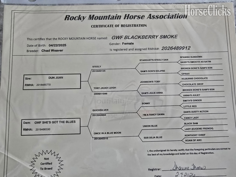 Rocky Mountain - "GWF BlackBerry Smoke ?Flo?" Bay Roan Filly Rocky Mountain