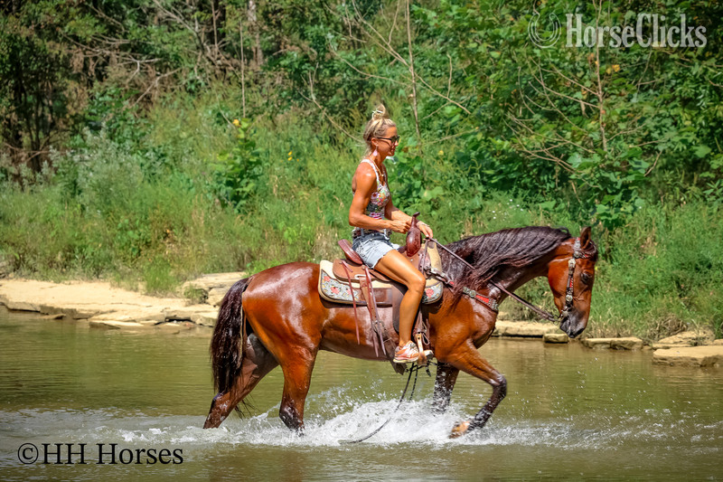 "VELVET CROWN" Bay Gelding Morgan
