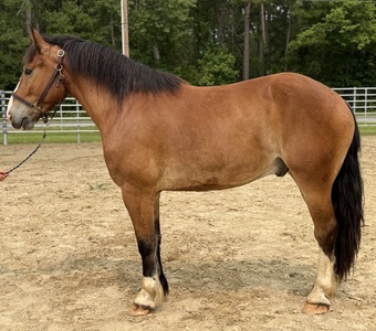 "Bay" Bay Gelding Draft