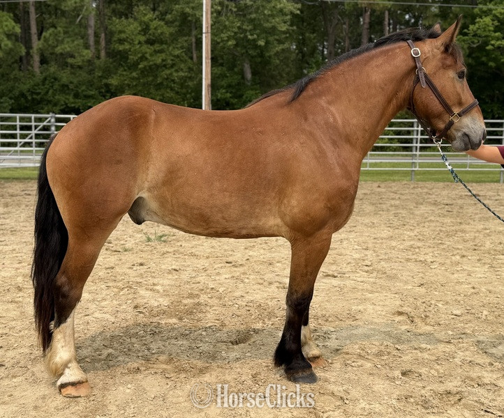 "Bay" Bay Gelding Draft