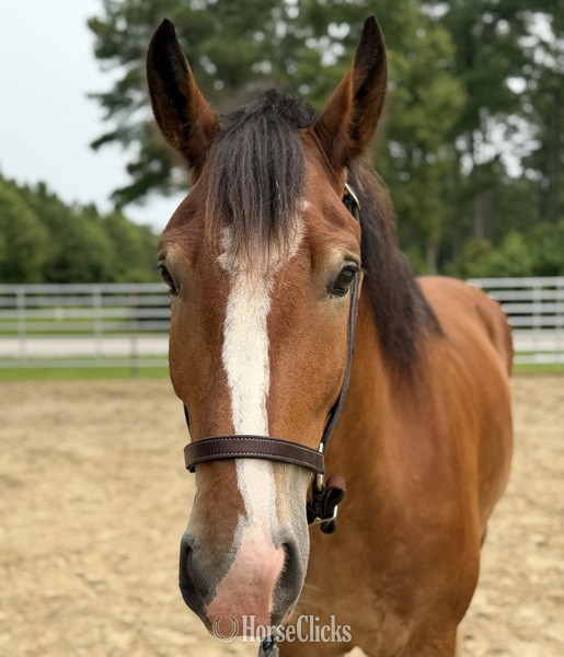 North Carolina "Bay" Bay Gelding Draft