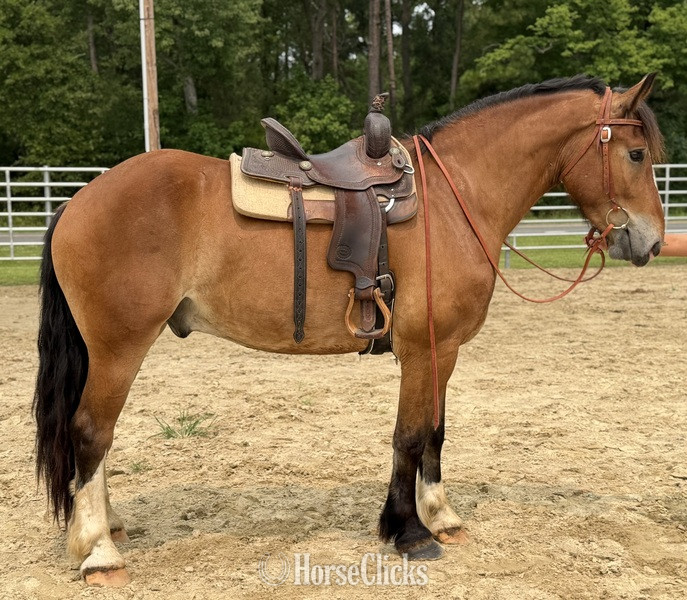 "Bay" Bay Gelding Draft - Draft in North Carolina
