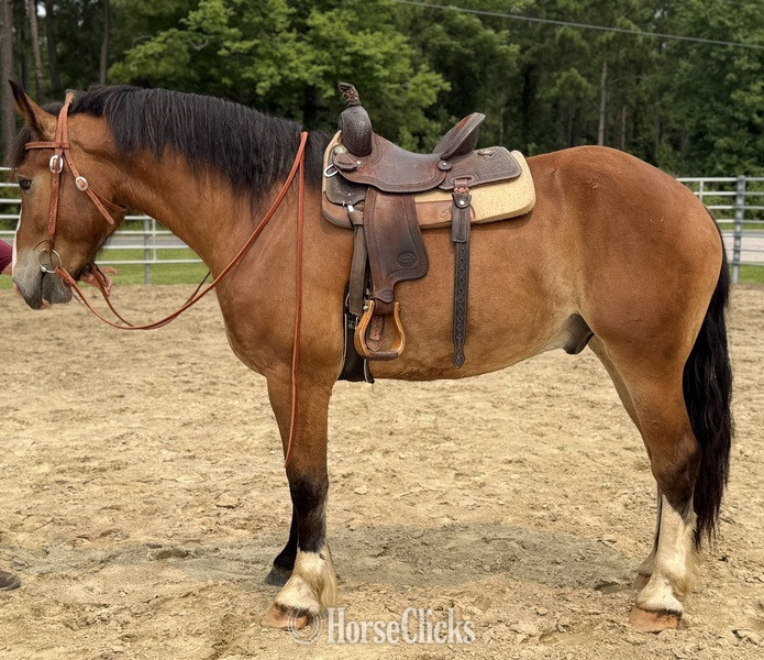 "Bay" Bay Gelding Draft - Draft