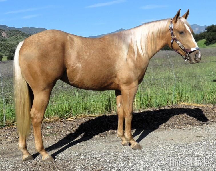 "SUNLIT MAJESTY" Palomino Filly Quarter Horse in California