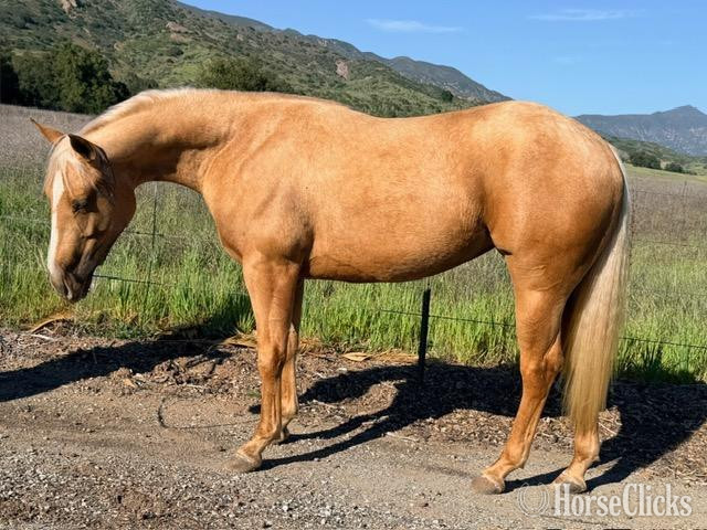 "SUNLIT MAJESTY" Palomino Filly Quarter Horse