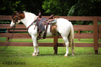 "CAPTAIN CRUNCH" Bay Gelding Paint