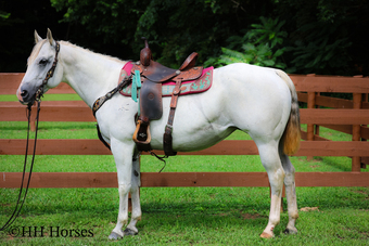 "SUPER NICE AQHA REGISTERED WELL BRED MAR" Grey Mare Quarter Horse