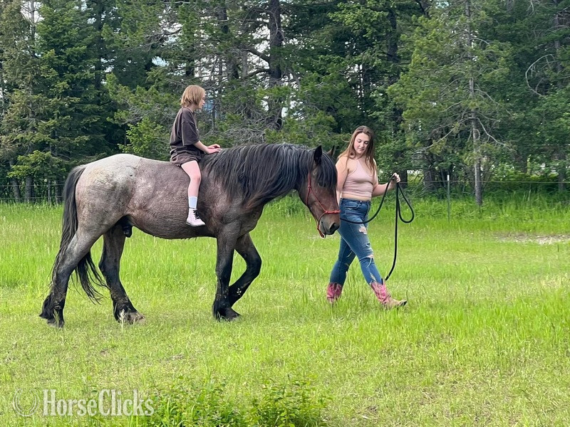"Warrior " Bay Roan Stallion Draft in Montana