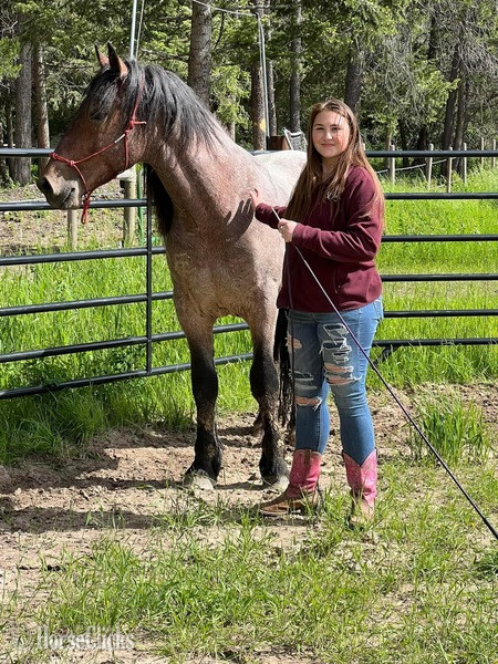 "Warrior " Bay Roan Stallion Draft