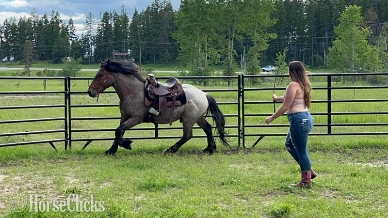 Montana "Warrior " Bay Roan Stallion Draft