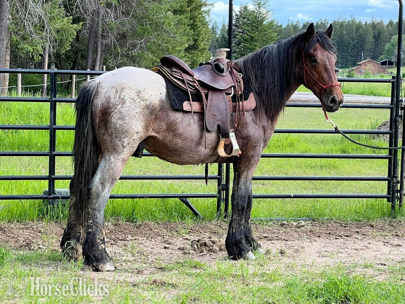 "Warrior " Bay Roan Stallion Draft - Draft in Montana