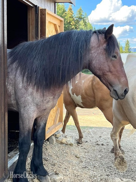 "Warrior " Bay Roan Stallion Draft - Draft