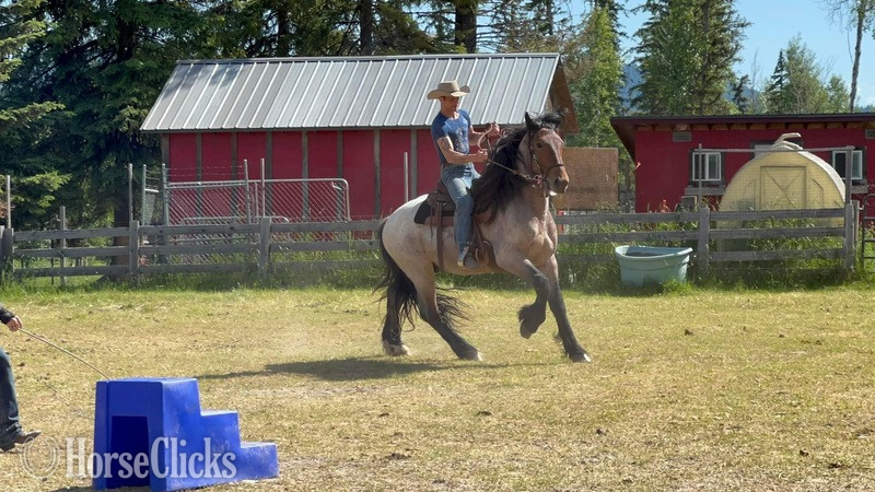"Warrior " Bay Roan Stallion Draft Montana