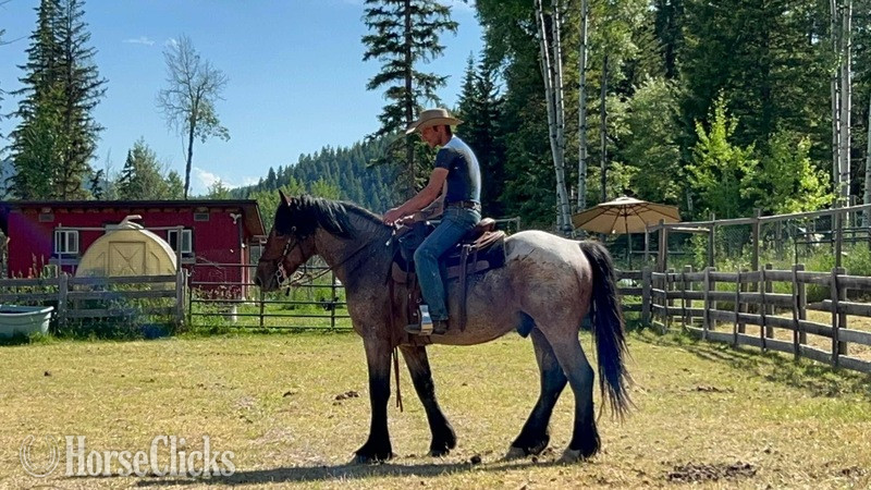 Draft - "Warrior " Bay Roan Stallion Draft in Montana