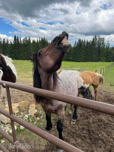 Draft - "Warrior " Bay Roan Stallion Draft