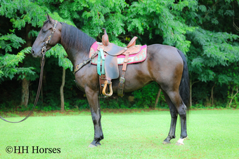 "ERG READY FOR ROSES " Black Mare Morgan