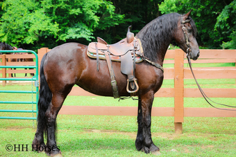 "LITRIK FAN SYNAEDA" Black Mare Friesian