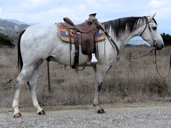 "BOXBAR STORM" Grey Gelding Quarter Horse
