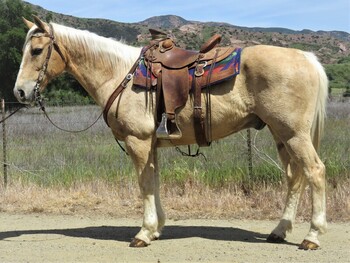 "CANOLI" Palomino Gelding Quarter Horse