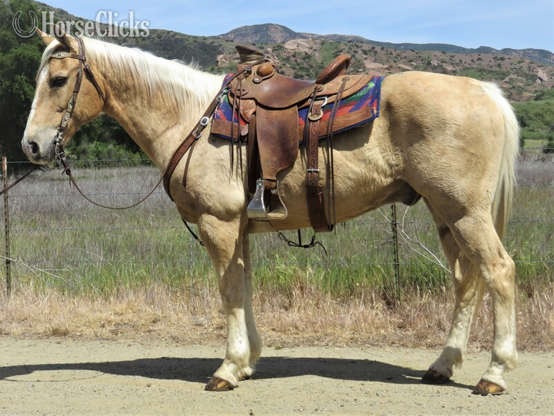 "CANOLI" Palomino Gelding Quarter Horse in California