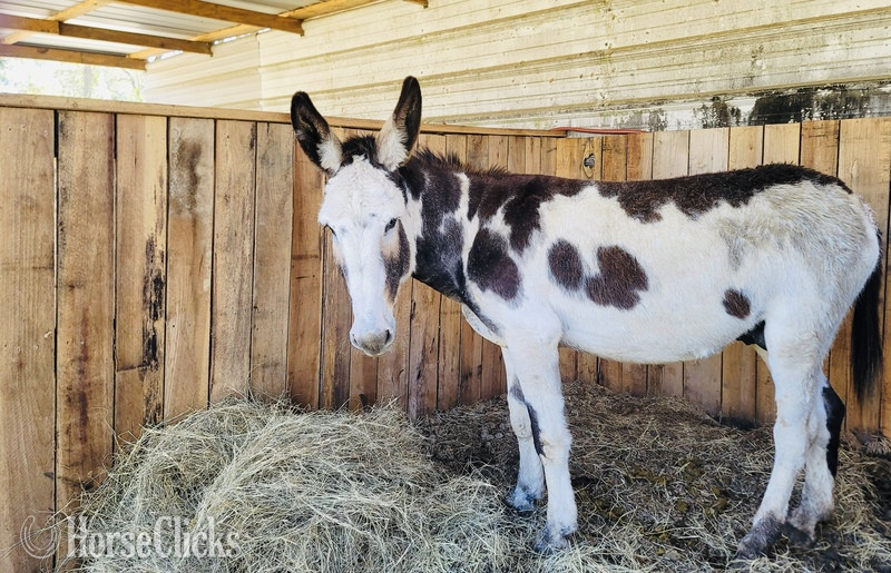 "?Elrod? " Pinto Stallion Donkey in South Carolina