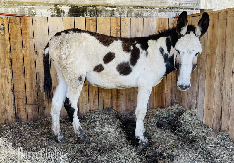 "?Elrod? " Pinto Stallion Donkey