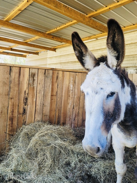 South Carolina "?Elrod? " Pinto Stallion Donkey