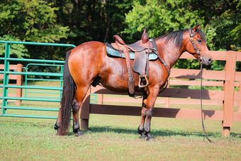 "COOKIE" Bay Gelding Kentucky Mountain
