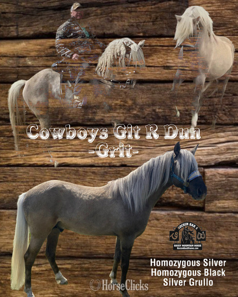 Grulla 15hh Rocky Mountain Stallion in Kentucky