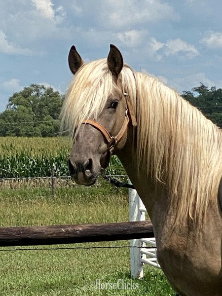 Kentucky Grulla 15hh Rocky Mountain Stallion