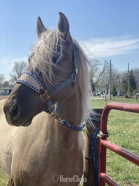 Grulla 15hh Rocky Mountain Stallion Kentucky