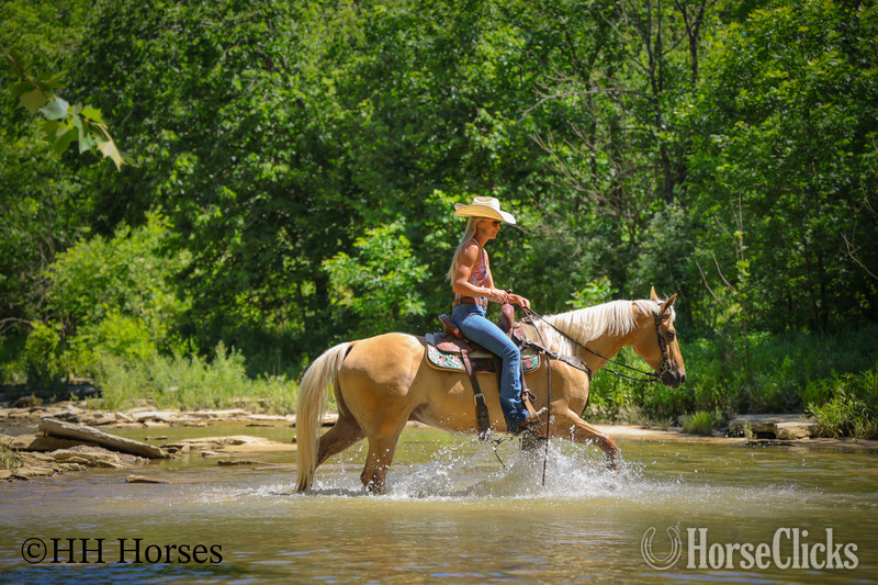"CK DILLANS WHISKEY" Palomino Gelding Quarter Horse in Kentucky