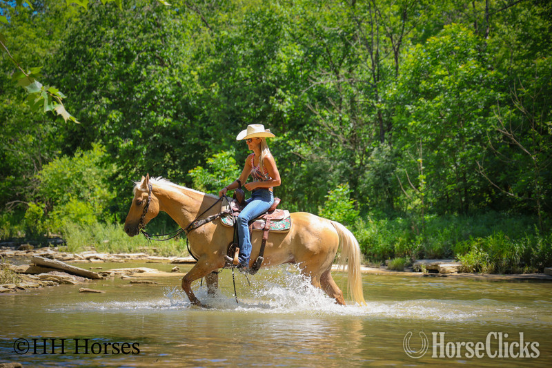 "CK DILLANS WHISKEY" Palomino Gelding Quarter Horse