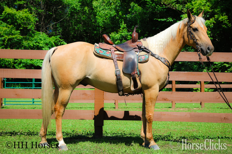 Kentucky "CK DILLANS WHISKEY" Palomino Gelding Quarter Horse