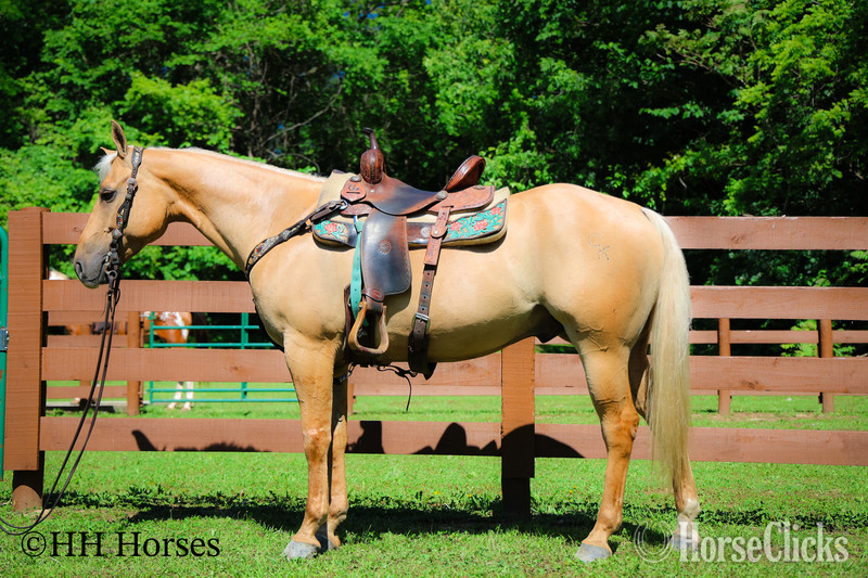 "CK DILLANS WHISKEY" Palomino Gelding Quarter Horse - Quarter Horse in Kentucky