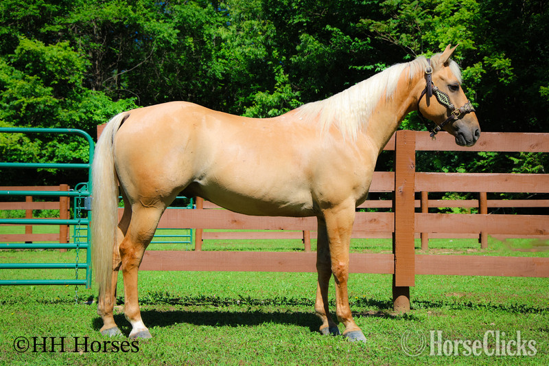 "CK DILLANS WHISKEY" Palomino Gelding Quarter Horse - Quarter Horse