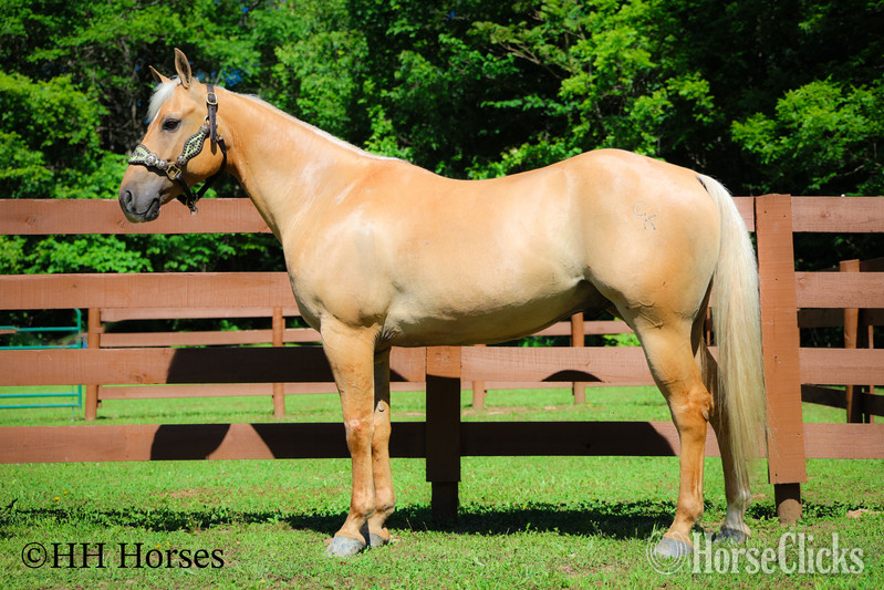 "CK DILLANS WHISKEY" Palomino Gelding Quarter Horse Kentucky