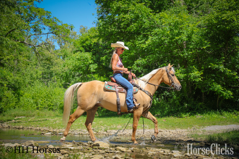 Quarter Horse - "CK DILLANS WHISKEY" Palomino Gelding Quarter Horse in Kentucky