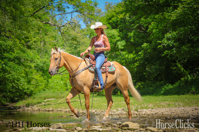 Quarter Horse - "CK DILLANS WHISKEY" Palomino Gelding Quarter Horse