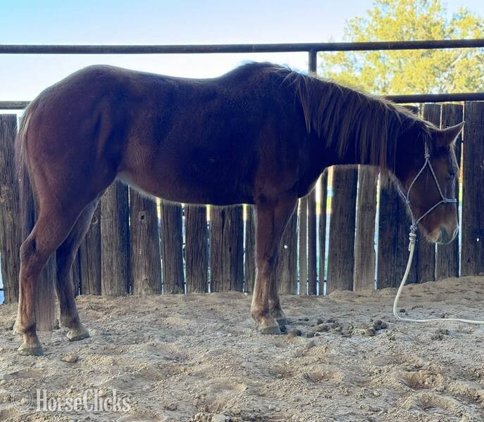 "Winnie" Sorrel Mare Quarter Pony in Texas