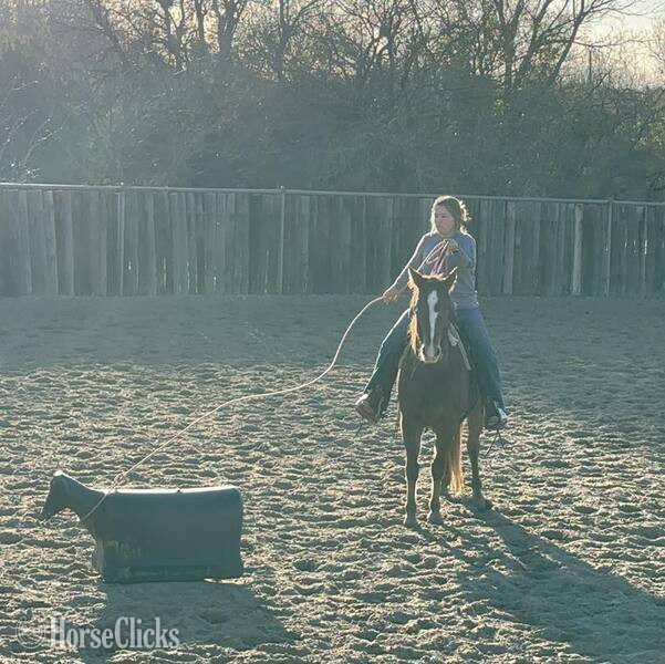 "Winnie" Sorrel Mare Quarter Pony