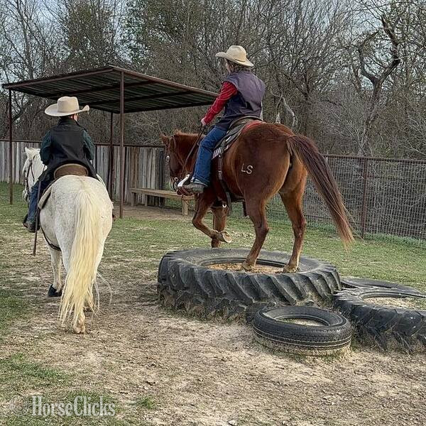 Texas "Winnie" Sorrel Mare Quarter Pony