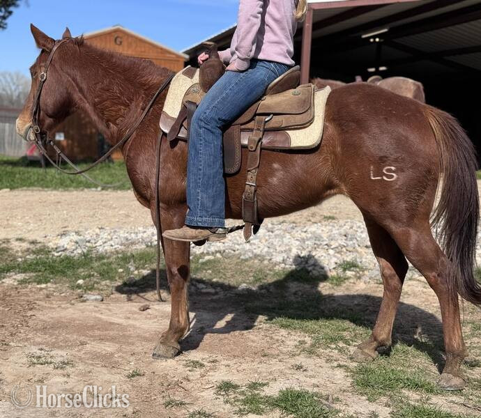 "Winnie" Sorrel Mare Quarter Pony - Quarter Pony in Texas