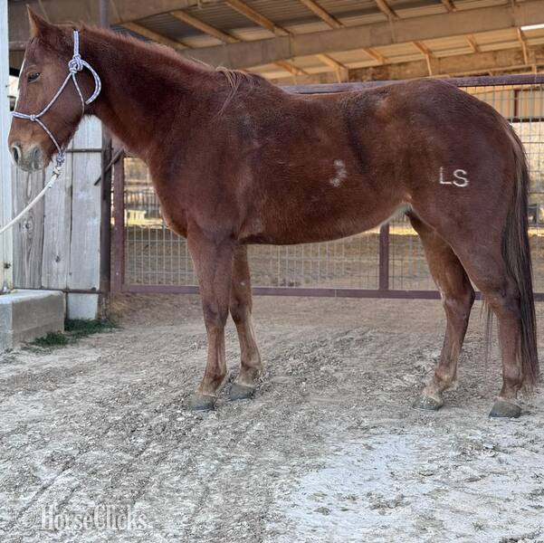 "Winnie" Sorrel Mare Quarter Pony - Quarter Pony