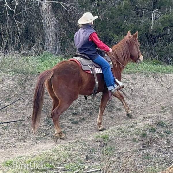 "Winnie" Sorrel Mare Quarter Pony Texas
