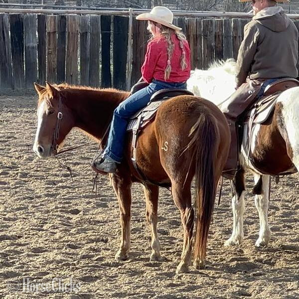 Quarter Pony - "Winnie" Sorrel Mare Quarter Pony