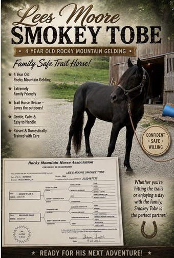 "Lee?s Moores Smokey Tobe" Black Gelding Rocky Mountain