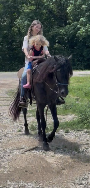 "Lee?s Moores Smokey Tobe" Black Stallion Rocky Mountain