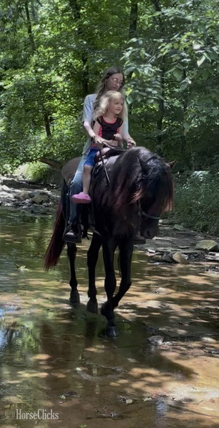 Kentucky "Lee?s Moores Smokey Tobe" Black Stallion Rocky Mountain
